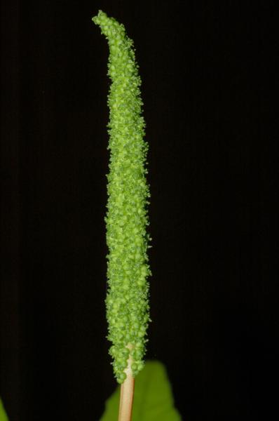 Spike
