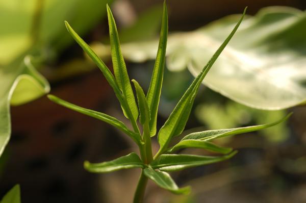 Young frond