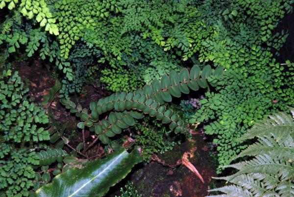 Upper surface of frond
