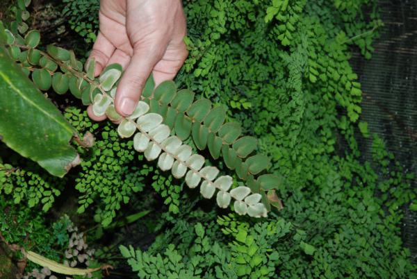 Lower and upper surfaces of frond
