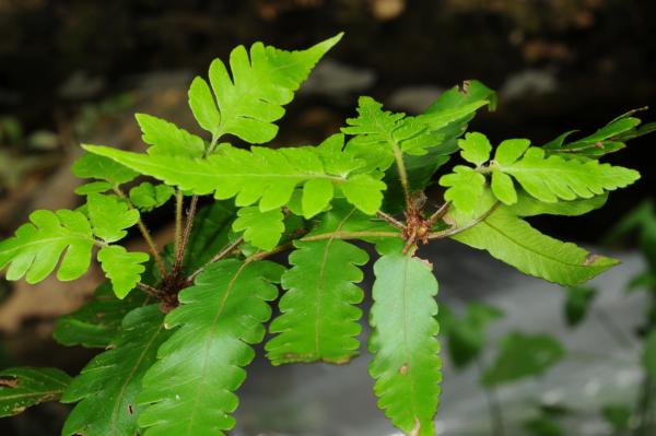 Bulbils on sterile frond