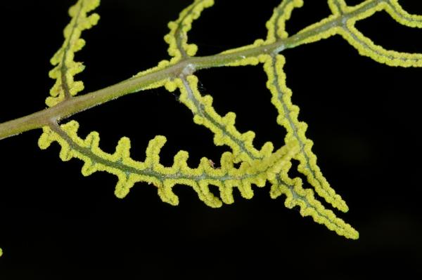 Fertile frond with young sori