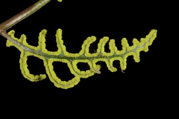 Fertile pinna