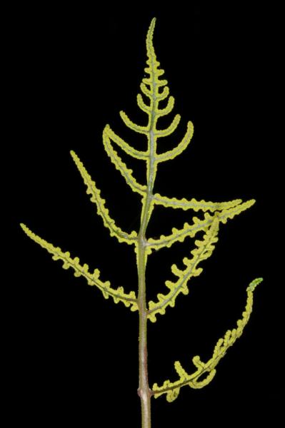 Fertile frond