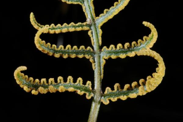 Upper surface of fertile pinnae 