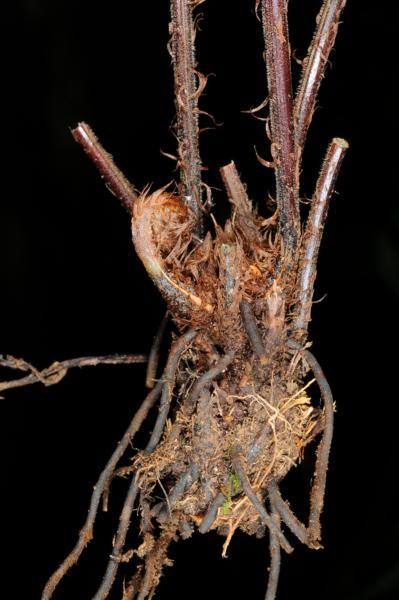 Rhizome