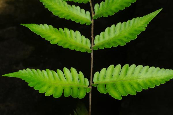 Basal pinnae