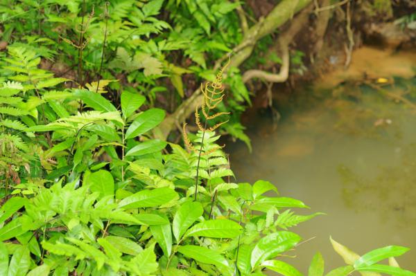 Habit