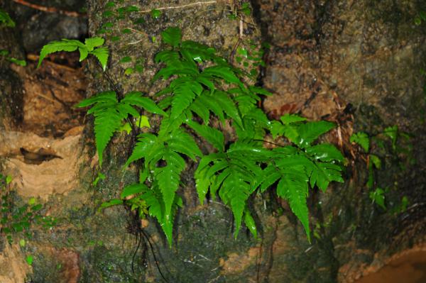 Habit