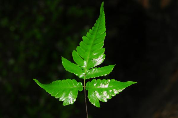 Sterile frond