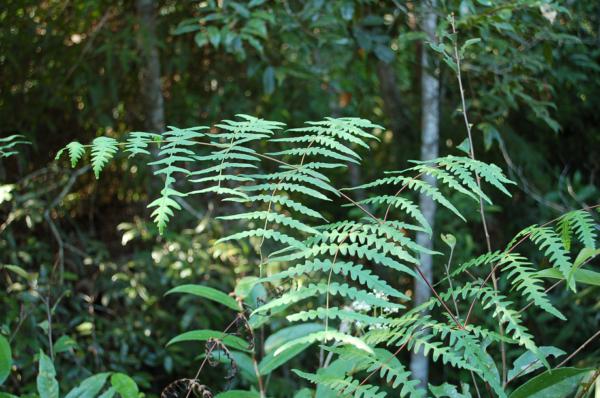 Habit