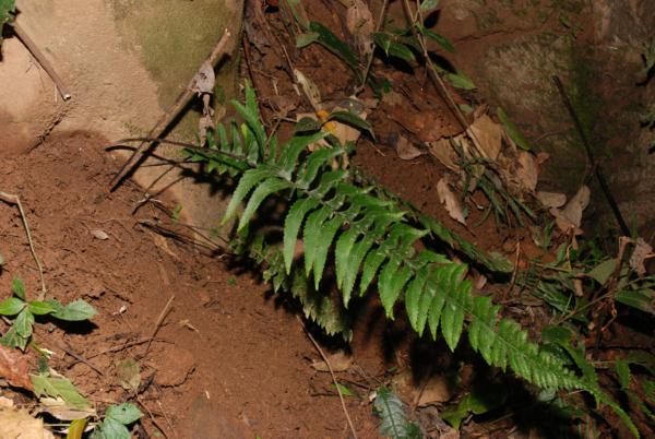 Habit