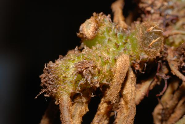 Rhizome apex with scales