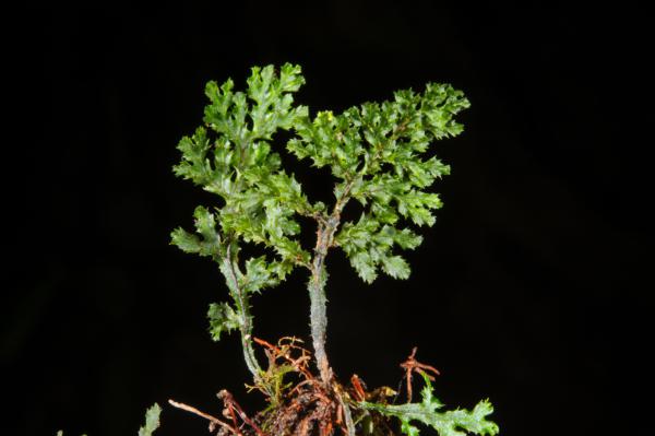 Fronds