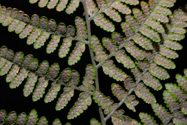 Rachis and bases of pinnae