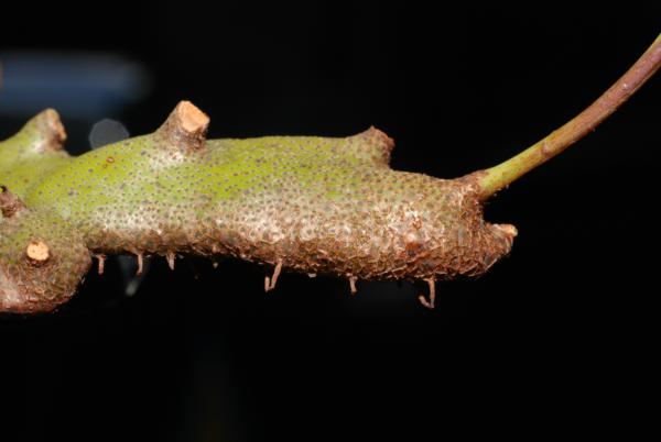 Rhizome and stipe bases