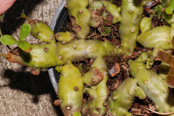 Rhizome
