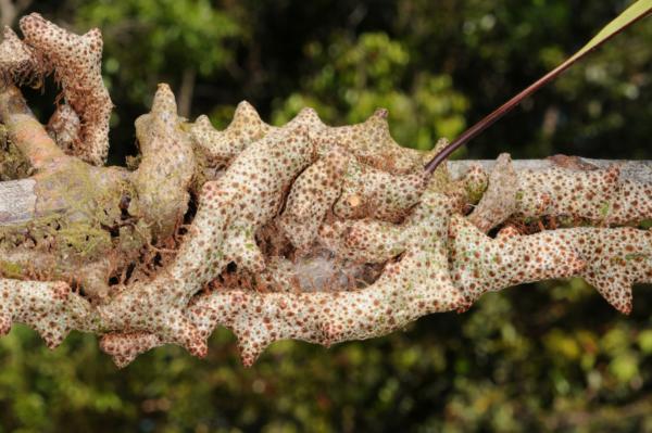 Network of rhizomes around a branch