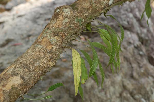 Habit