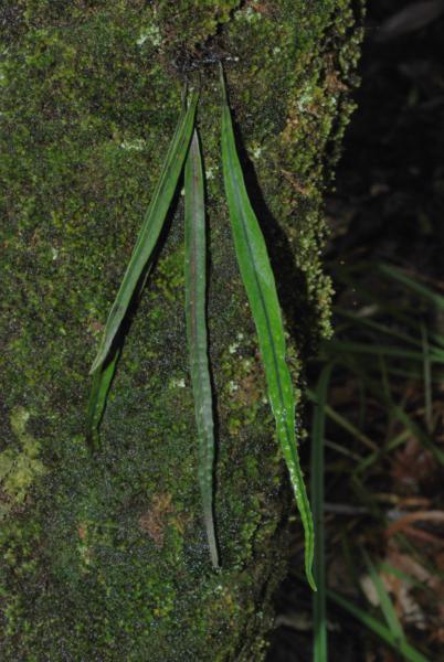 Habit