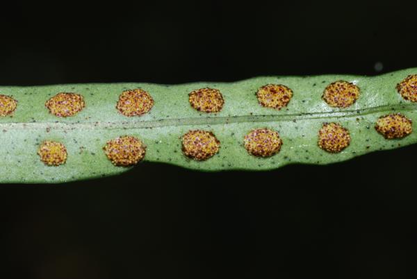 Lower surface of frond with sori