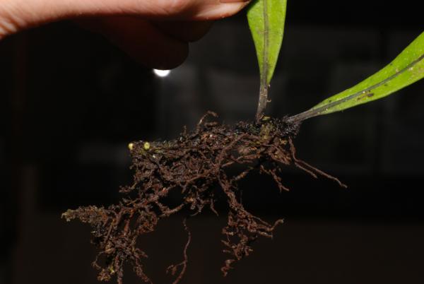 Rhizome and stipe bases