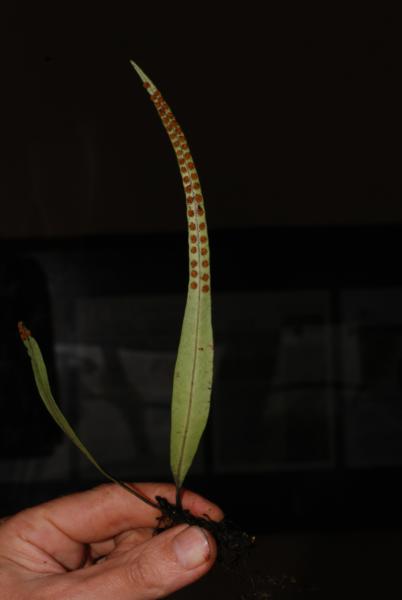 Frond from beneath