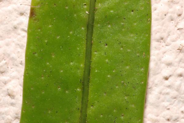 Lower surface of frond