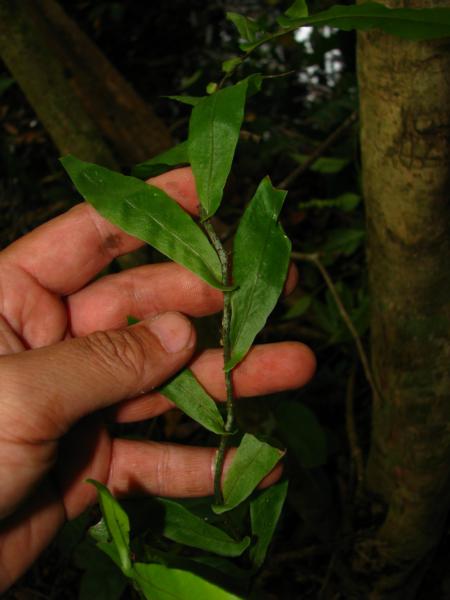 Habit