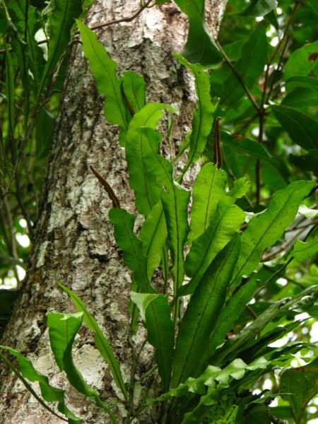 Habit with some fronds partially fertile