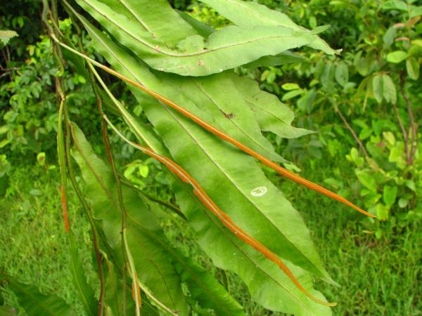 Fully dimorphic sterile and fertile fronds