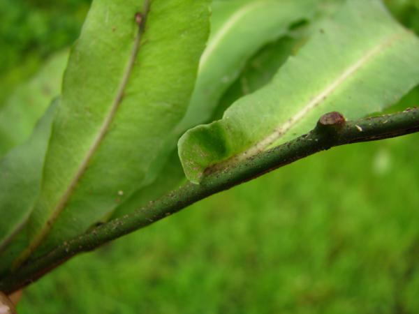 Base of fronds