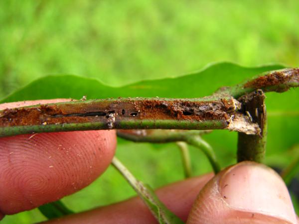 Hollow rhizome