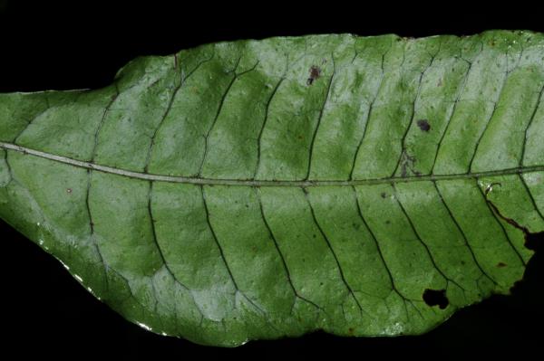 Upper sterile frond surface