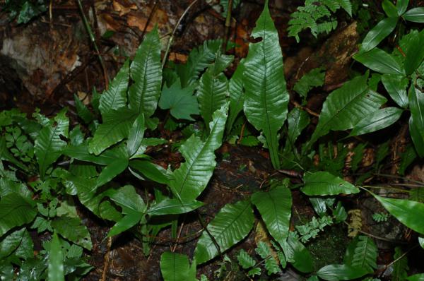 Habit