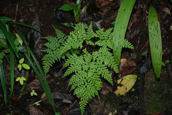 Habit