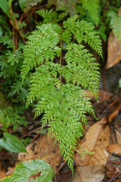 Frond