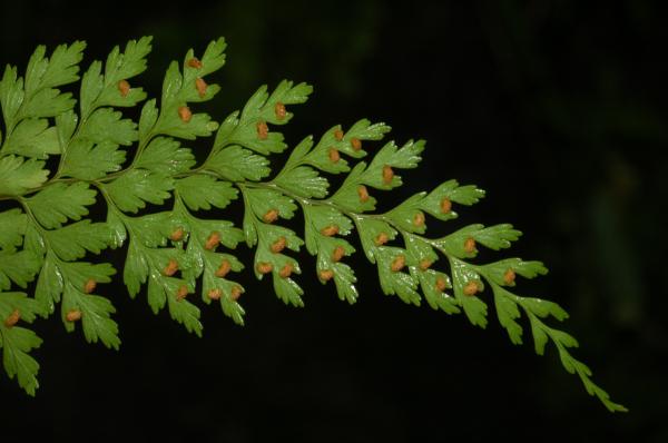 Frond apex