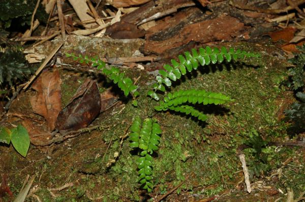 Habit
