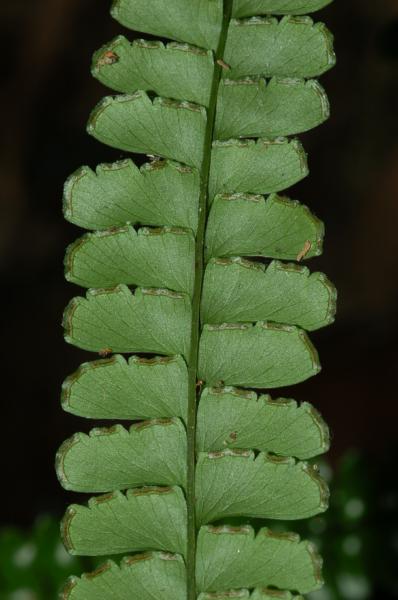 Lower surface of lamina
