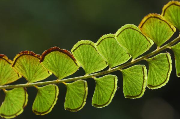 Venation of L. orbiculata var.orbiculata