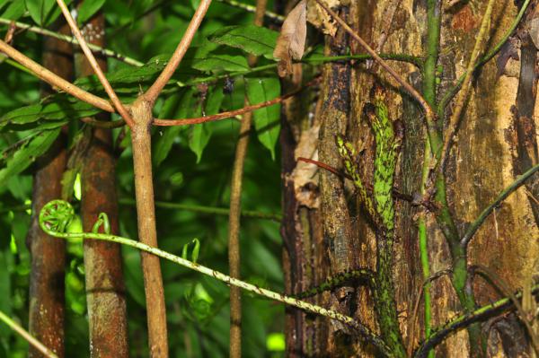 Rhizome creeping up tree