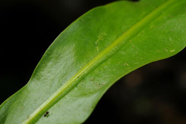 Upper frond surface with raised midrib