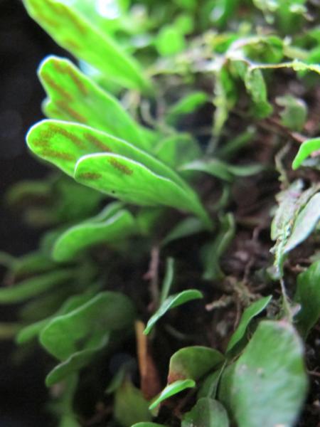 Lower surface of frond
