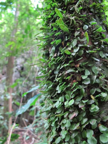 Habit