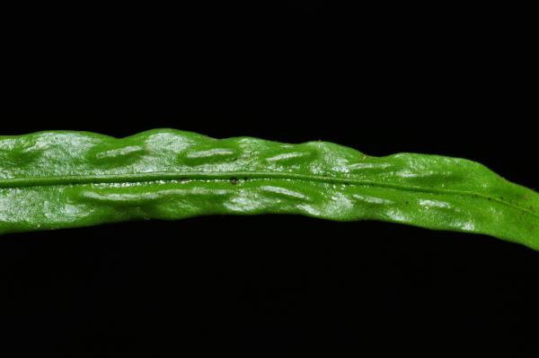 Upper surface of frond