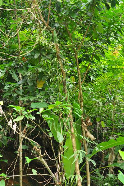 Habit