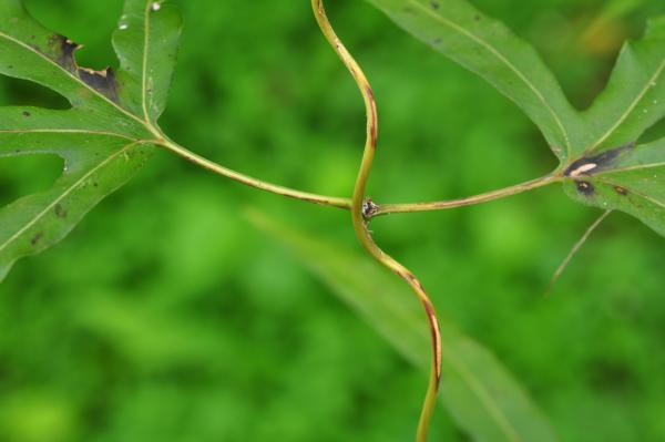 Rachis, primary rachis branch (extremely short) and two secondary rachis branches (ending in lamina)