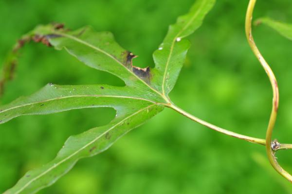 Secondary rachis branch and lamina