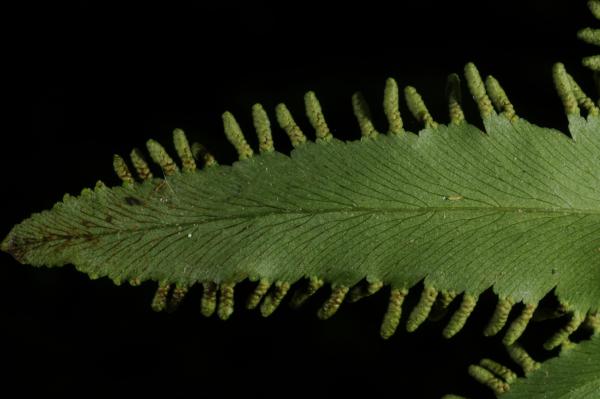 Undersurface of pinna and marginal sori
